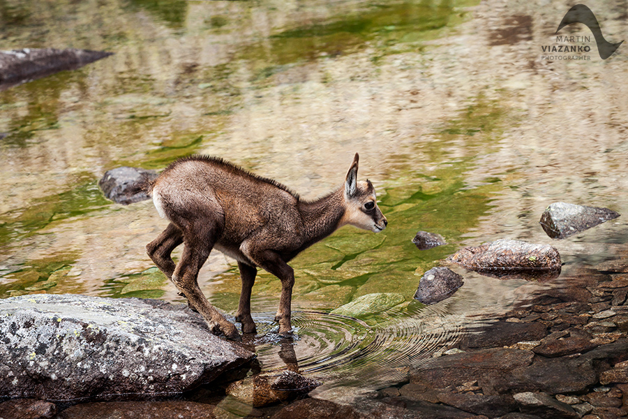 kamzik vrchovský tatranský, rupicapra rupicapra tatrica, chamois, gemse, wildlife, photo, divoká príroda, kamzík alpský, vysoké tatry, foto, high tatras